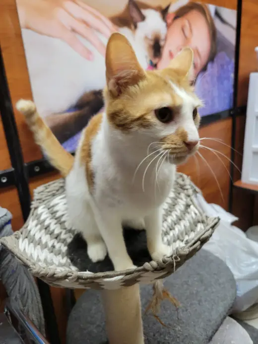 Eddie Spaghetti
