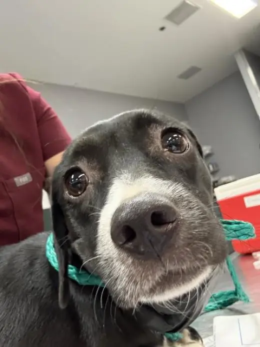 DOG 1