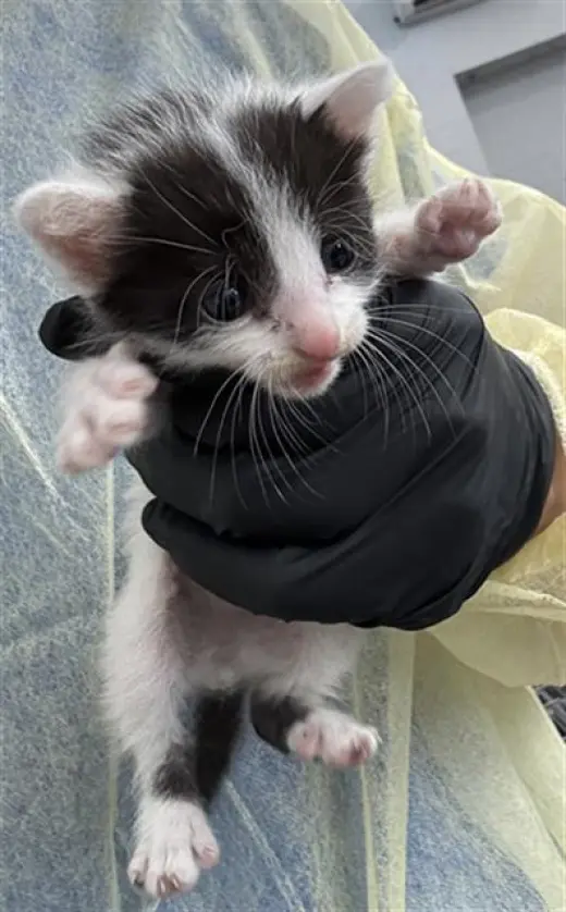 OREO