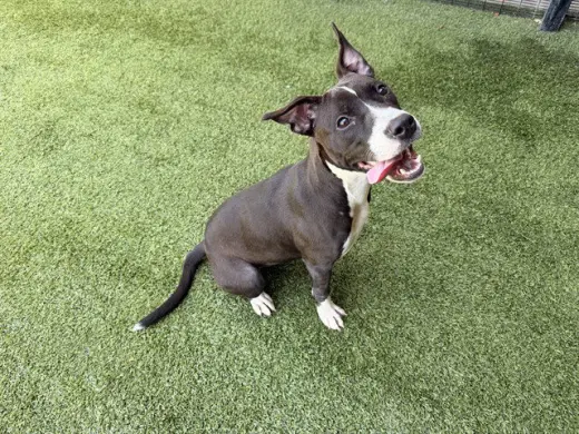 SUZIE