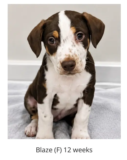 Blaze - Princess of the Litter