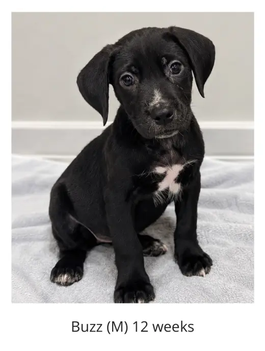 Buzz - The Mischief Maker