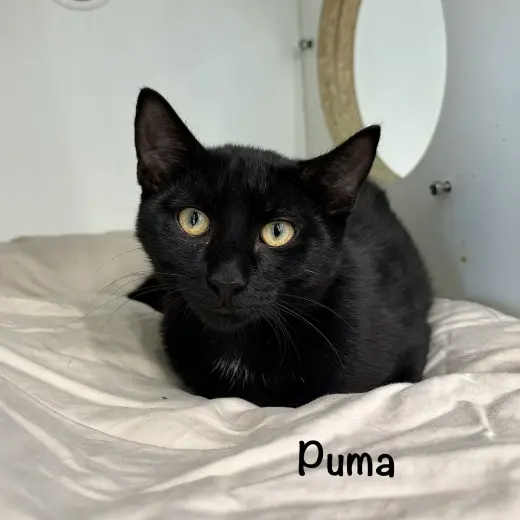 Puma