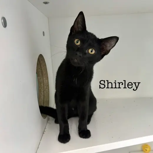 Shirley
