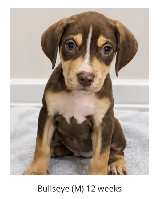 Bullseye - The Brows of the Litter