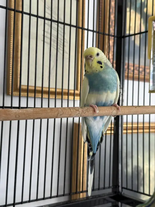 Bluey