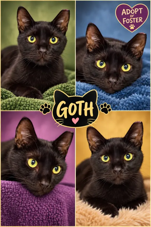 Goth (FCID# 08/24/2026 - 26 Trainer)