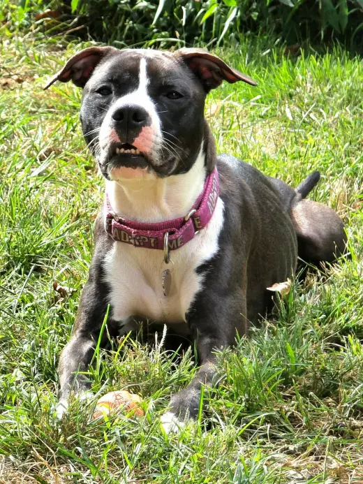Comet (fka Godiva)