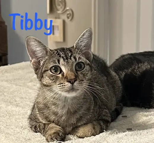Tibby
