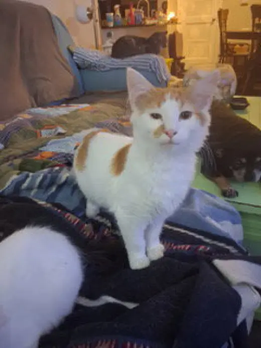 KITTEN CARROT TOP