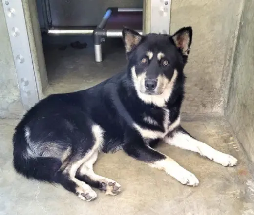 BALTO