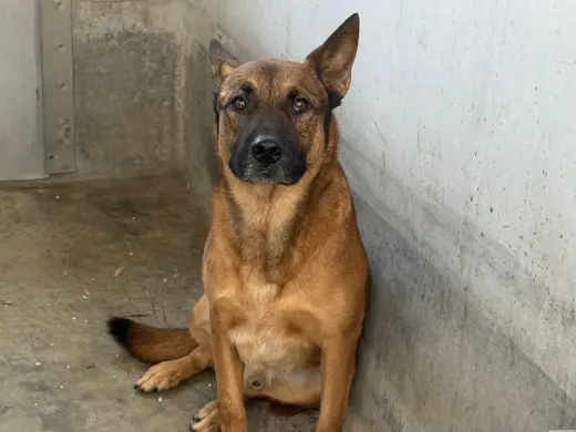 RINGO