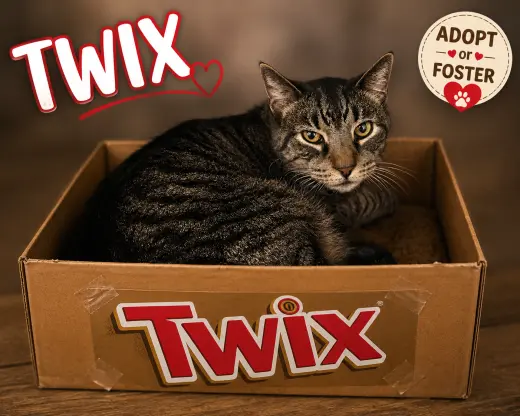 Twix (FCID# 08/20/2026 - 74 Trainer)