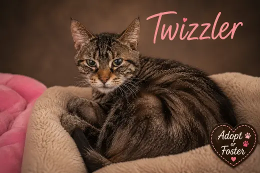 Twizzler (FCID# 08/20/2026 - 76 Trainer)