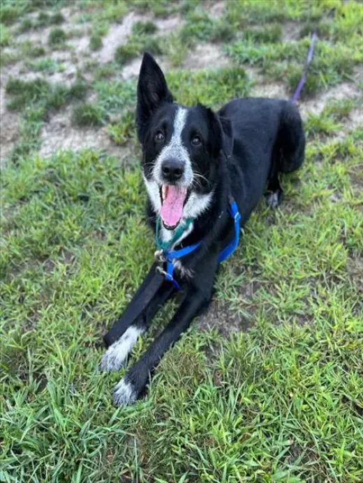 DUKE