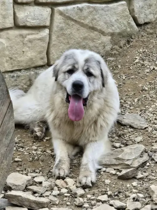 Maverick - Rehome