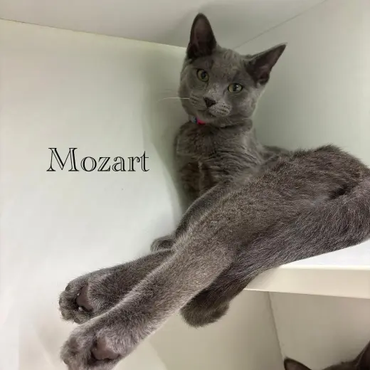 Mozart