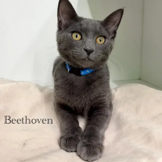 Beethoven