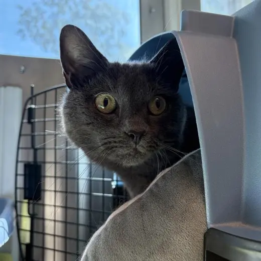 SMOKEY JOE - WORKING CAT