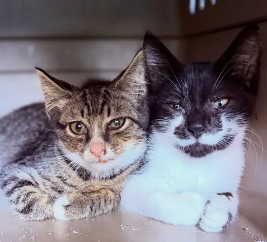 Tank & Turbo