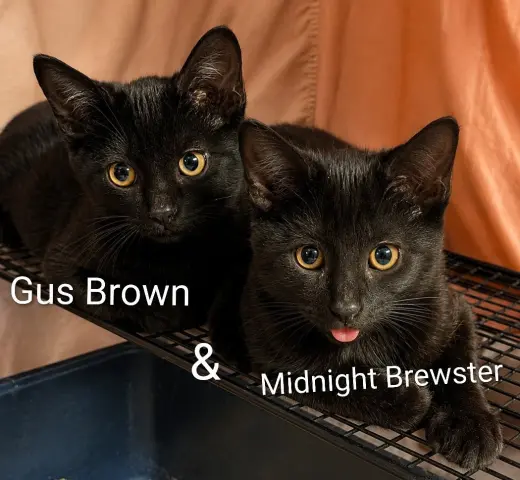 Gus Brown (bonded with Midnight Brewster)