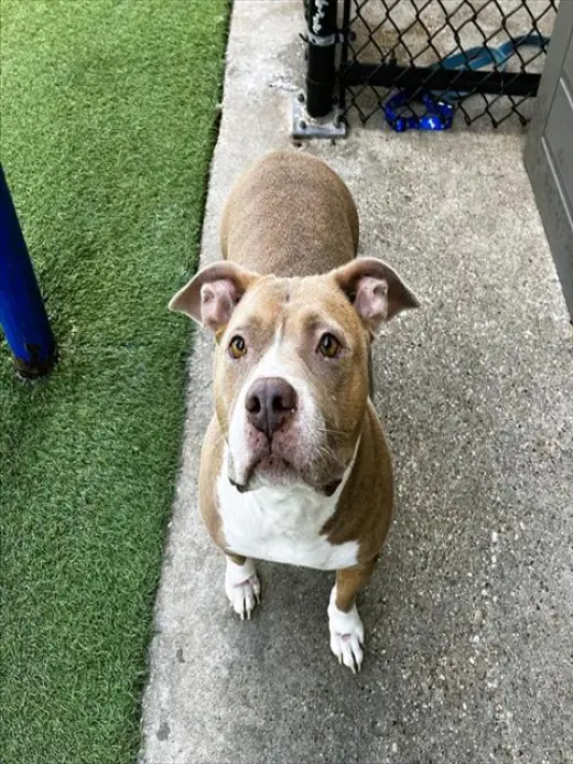 BELLA