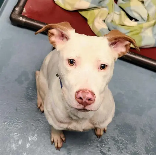 CHICO