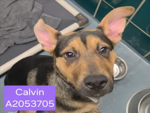 CALVIN