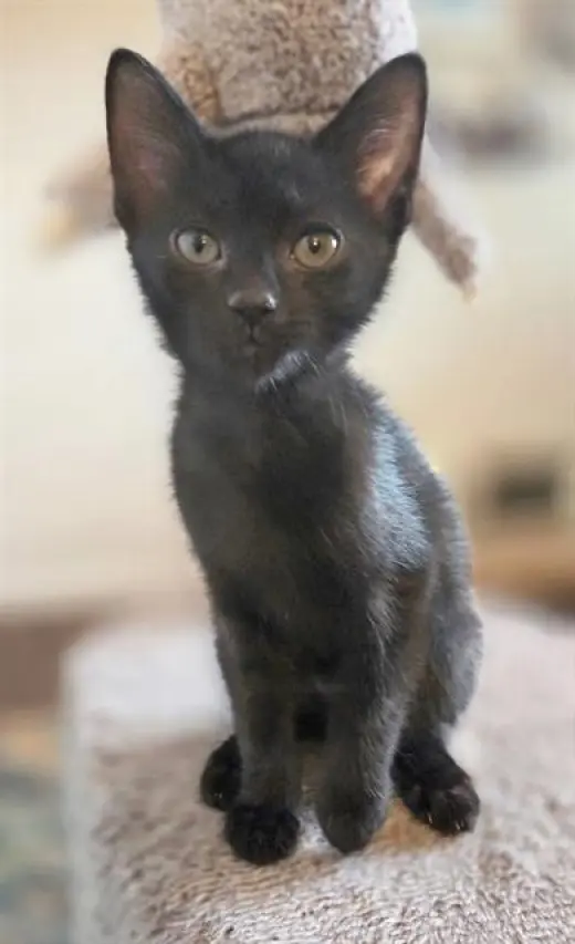 ZIG