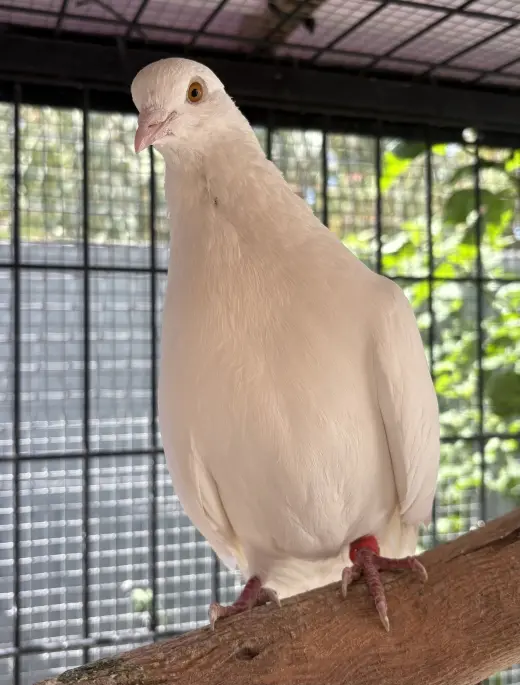 Little Foot