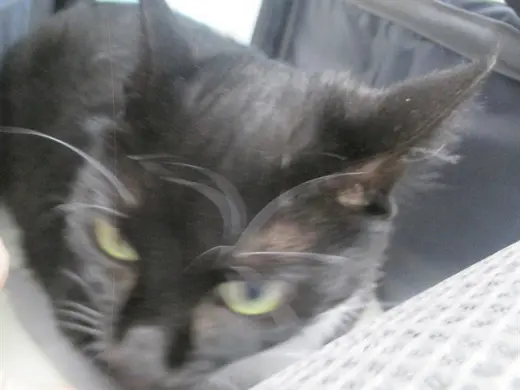 MITTENS