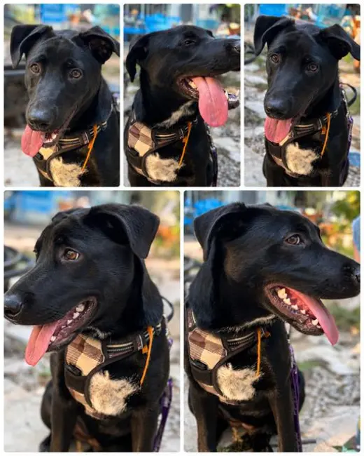 JET