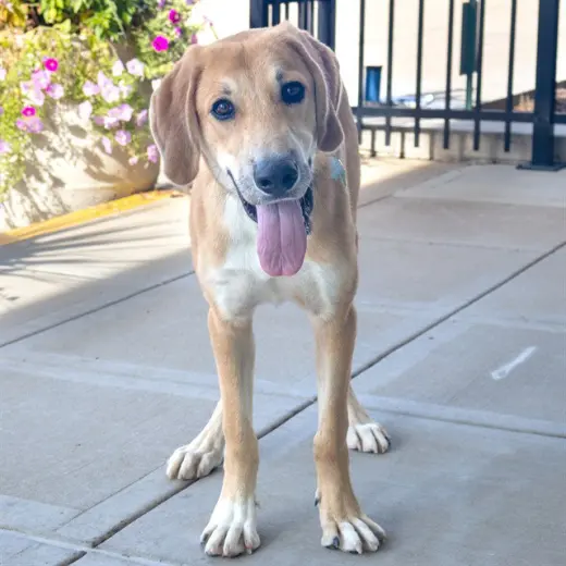 BOONE