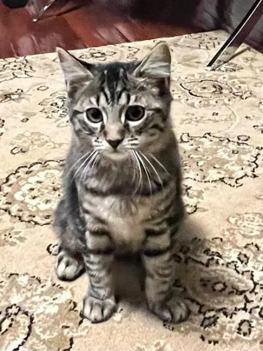 SHILOH