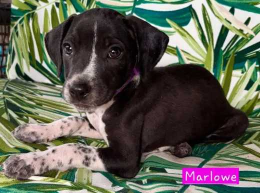Marlowe (female)