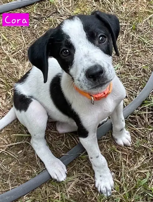 Cora