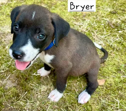 Bryer