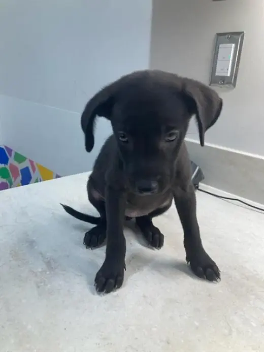 FRANKIE