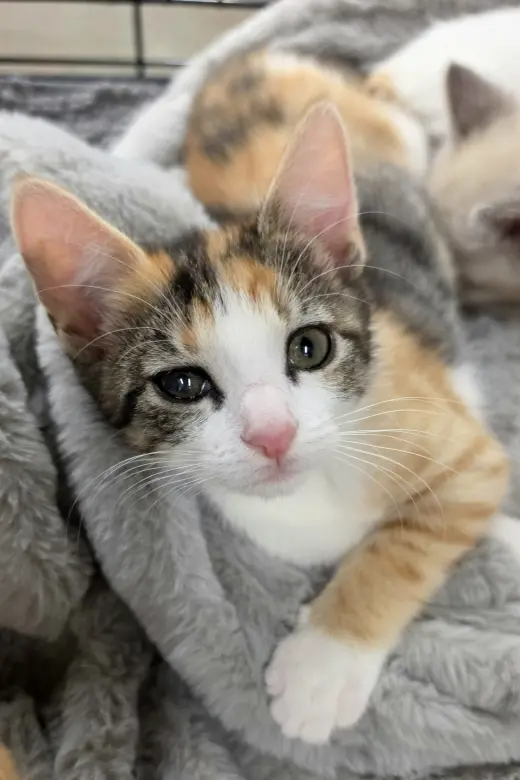 Amelia