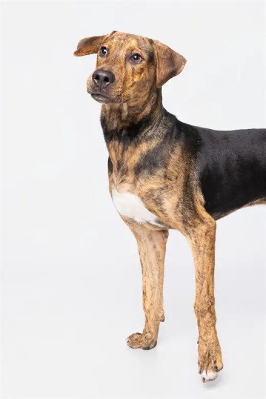 BODHI