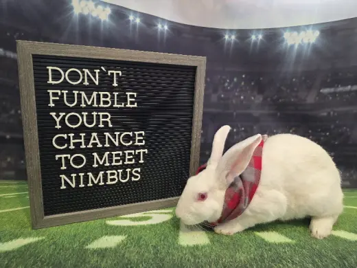 Nimbus
