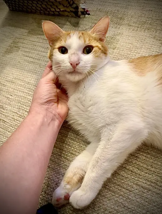 Nilla Wafer