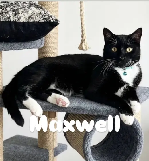 Maxwell
