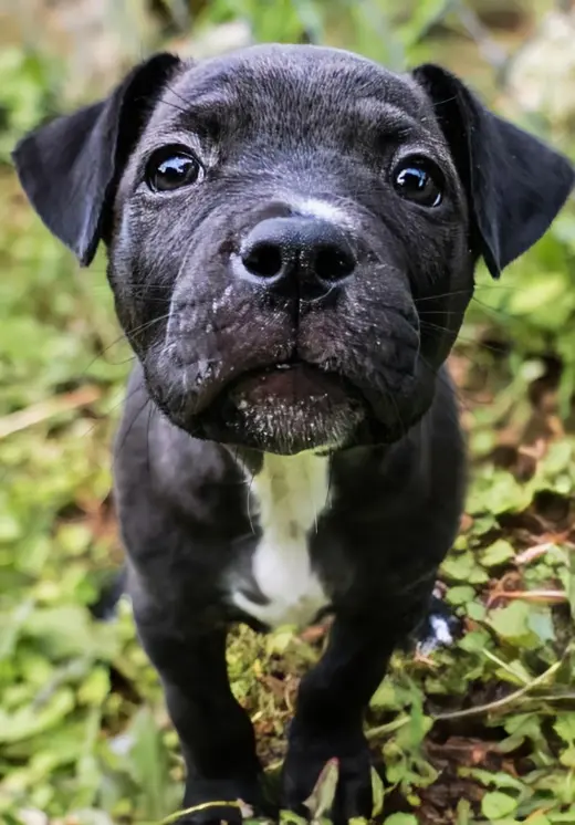 Roscoe - UP & COMING!!!