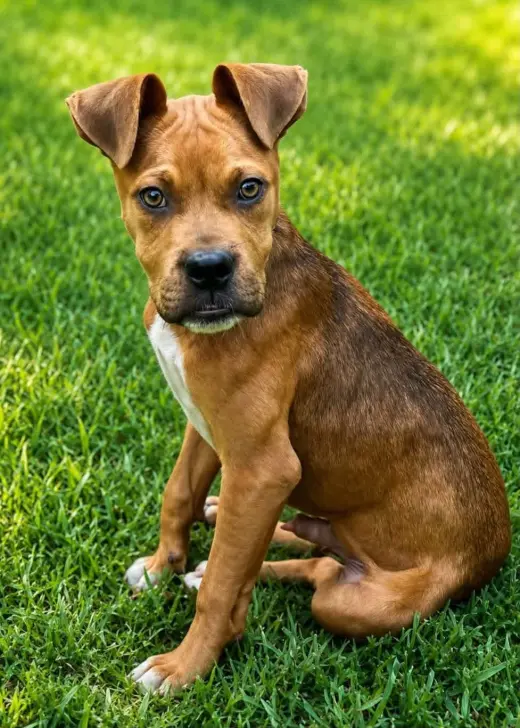 Riggs