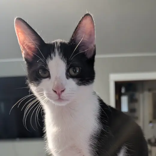 Domino