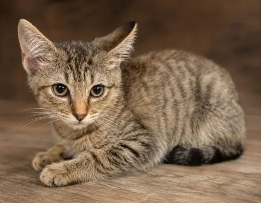 Copper