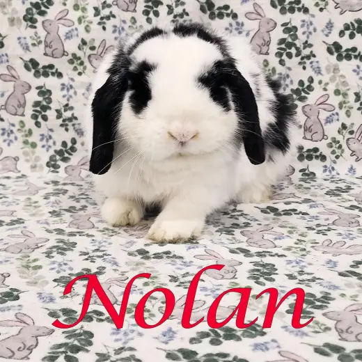 Nolan