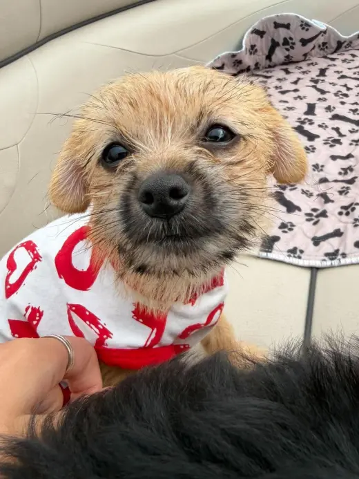 Olive - ADOPTION IN PROCESS