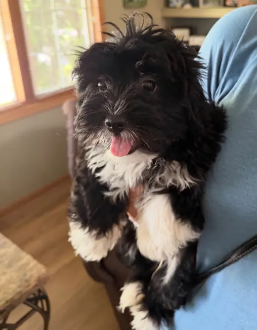 Wyatt - ADOPTION IN PROCESS